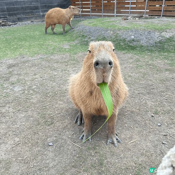 去墾丁時，包車司機帶我去見可愛的水豚先生??