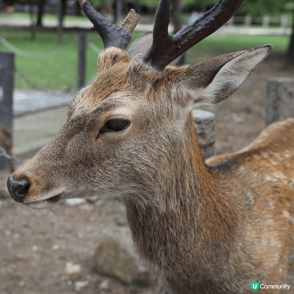 日本奈良公園，到處都是大鹿小鹿，牠們都對鹿餅好瘋狂，真是又可...