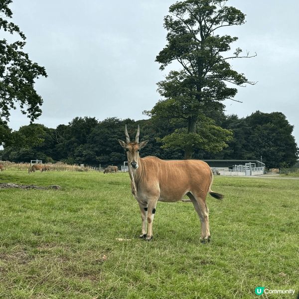 英國 大草原 拍照 大舅父 的鹿， 突然覺得 自由自在