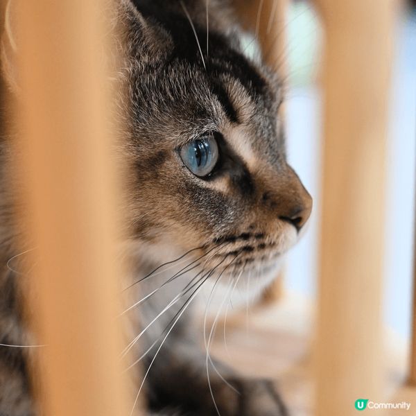 長沙灣緬因?cafe，地方幾闊落，仲有素食選擇，吸?好去處