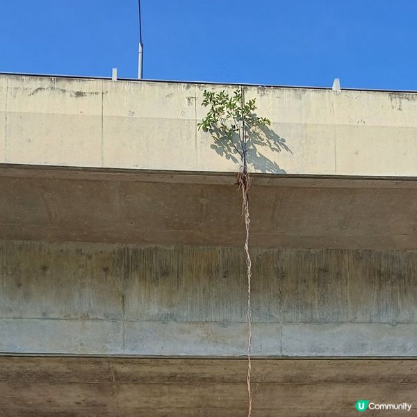 馬路生長出這樣的植物