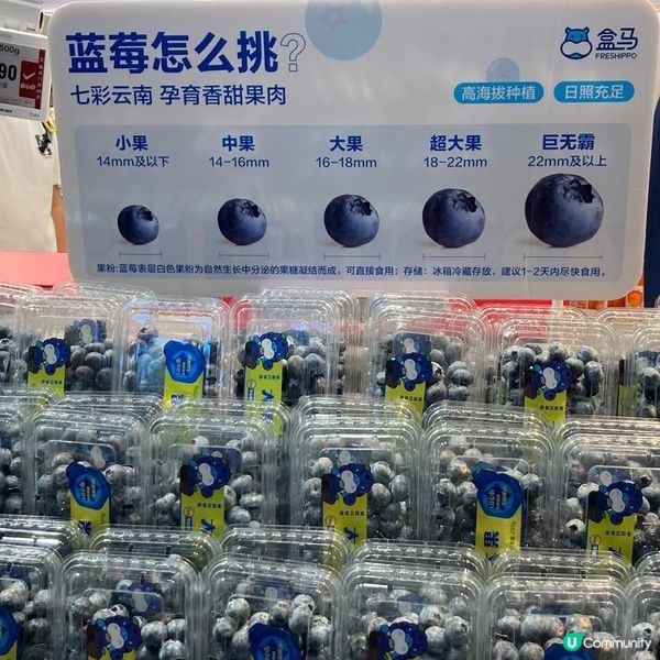 超大粒藍莓