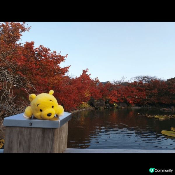 名古屋近郊，欣秋天紅葉勁靚，天氣又乾爽，人又比東京大阪熱門地...