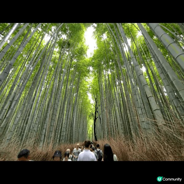 京都嵐山上優雅的竹林小徑，置身其中彷如被竹海包圍
