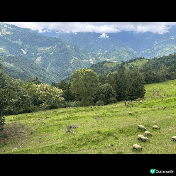 位於台中的清境農場，可以近距離接觸羊羊同餵佢地，好特別的體驗...
