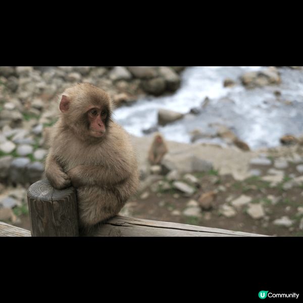 位於日本長野縣的「地獄谷野猿公苑」，可以讓遊客超近距離見到日...