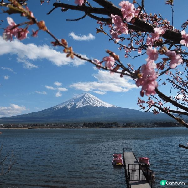 黎到東京點可以唔去一去近郊 - 河口湖呢 ~~ 如果遇上櫻花...