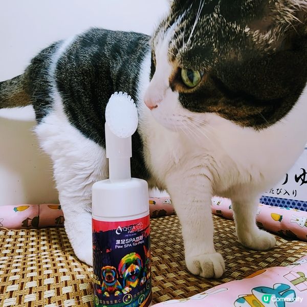 🐾 貓奴必備‼️肉球潔護泡泡🔥係時候幫主子💥洗腳😎