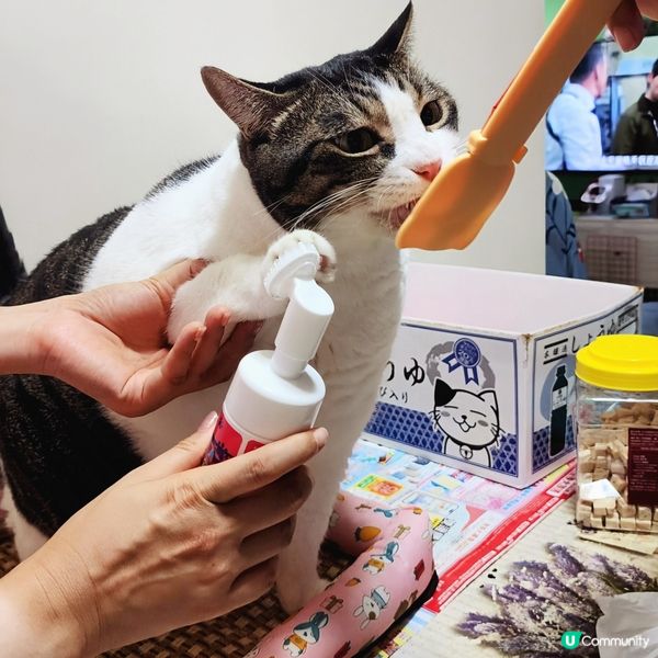 🐾 貓奴必備‼️肉球潔護泡泡🔥係時候幫主子💥洗腳😎