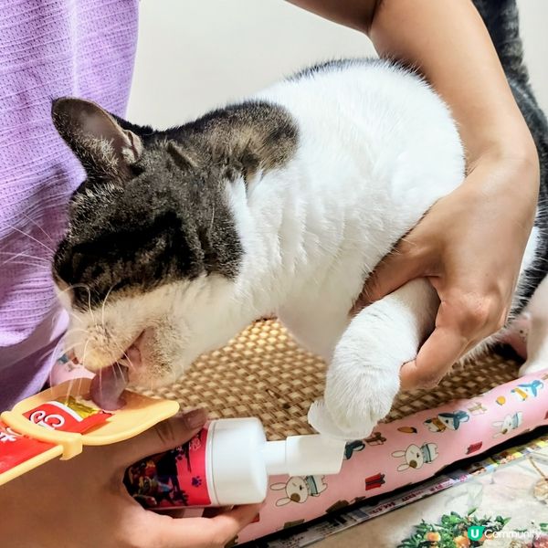 🐾 貓奴必備‼️肉球潔護泡泡🔥係時候幫主子💥洗腳😎