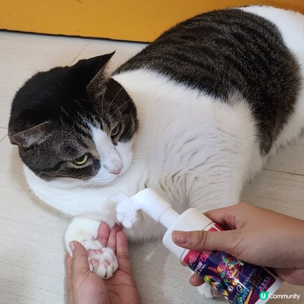 🐾 貓奴必備‼️肉球潔護泡泡🔥係時候幫主子💥洗腳😎