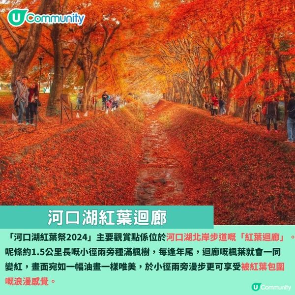 日本紅葉2024 河口湖紅葉祭🍁楓葉迴廊／賞楓景點＋交通攻略🚌