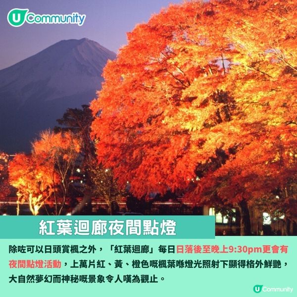 日本紅葉2024 河口湖紅葉祭🍁楓葉迴廊／賞楓景點＋交通攻略🚌