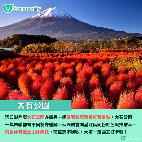 日本紅葉2024 河口湖紅葉祭🍁楓葉迴廊／賞楓景點＋交通攻略🚌