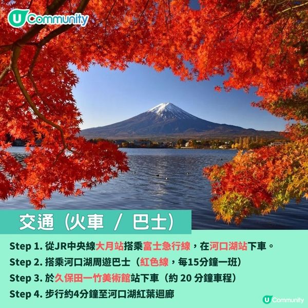 日本紅葉2024 河口湖紅葉祭🍁楓葉迴廊／賞楓景點＋交通攻略🚌