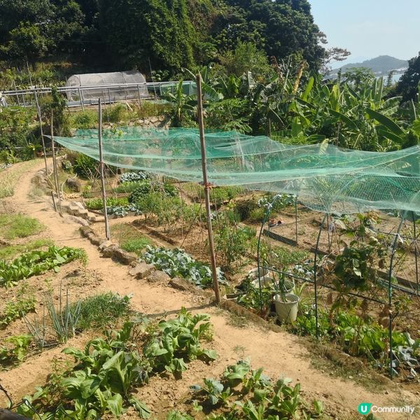 梅窩去愉景灣行山