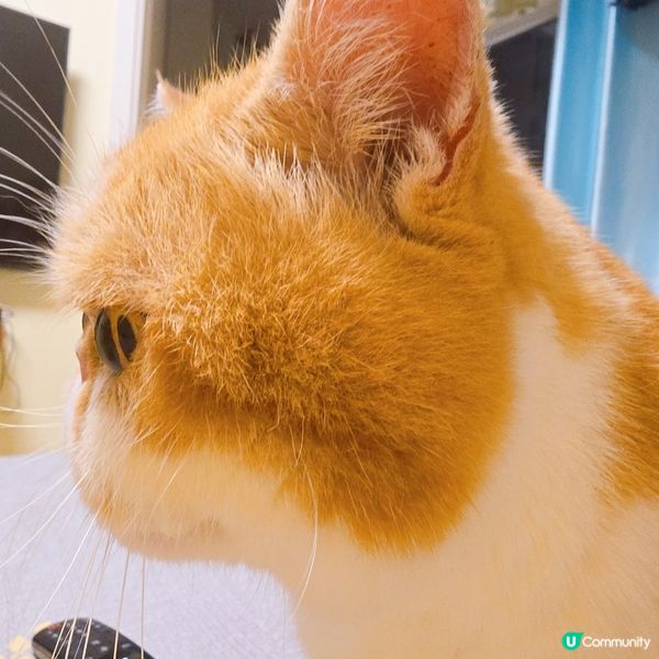 真係好扁😂😂