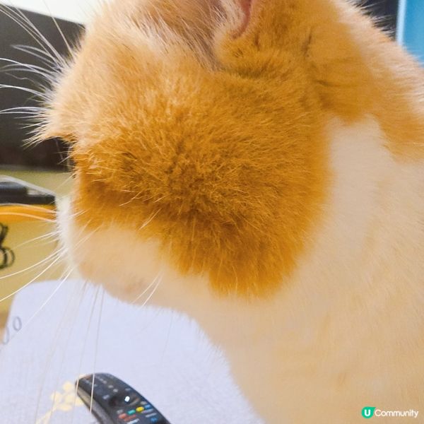 真係好扁😂😂