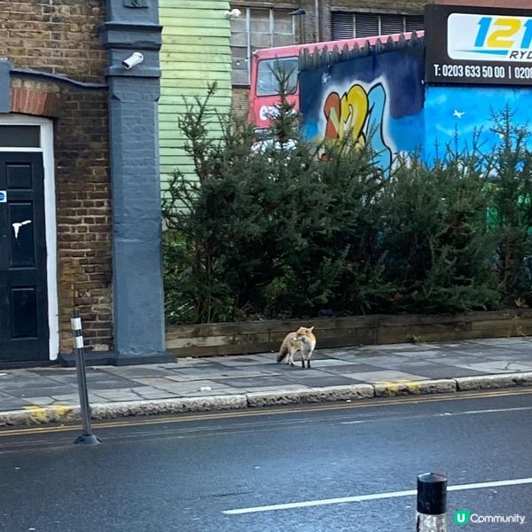 英國的城市狐狸