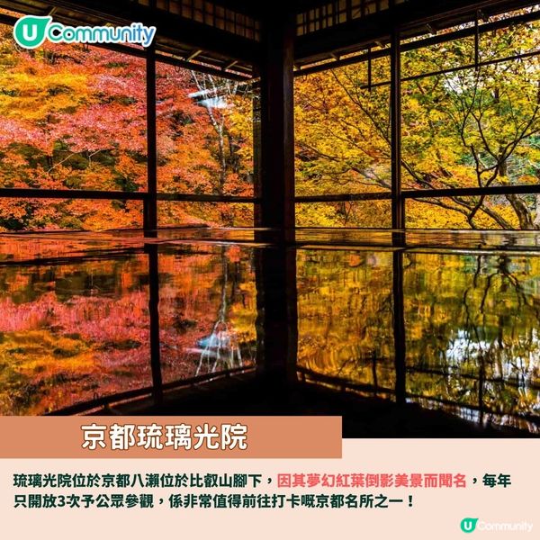 京都賞楓夢幻琉璃光院🍁2024預約/交通攻略+7大打卡位