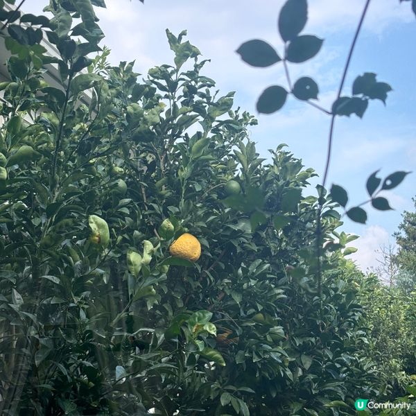 🍊濟州必去橘子咖啡廳🇰🇷