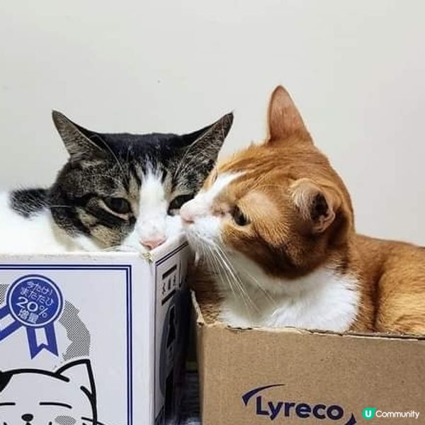  🫤鬥氣 冤家 😂  自制合照🤣🤣好難得架‼️😎