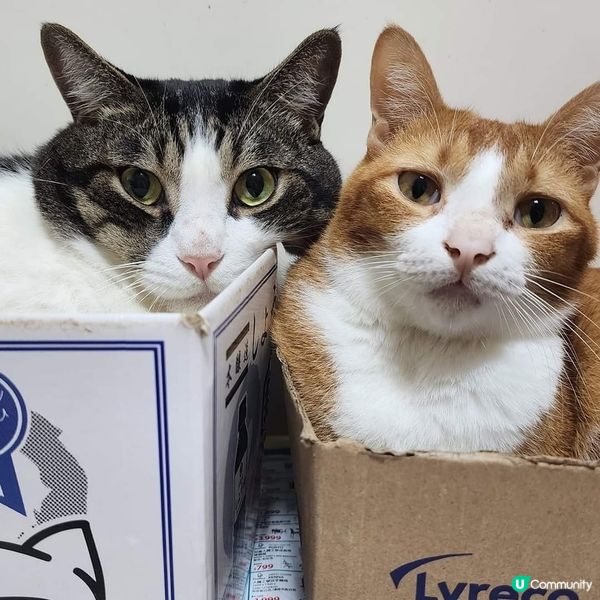  🫤鬥氣 冤家 😂  自制合照🤣🤣好難得架‼️😎