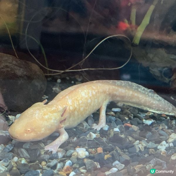 台北｜台北市立動物園🐘