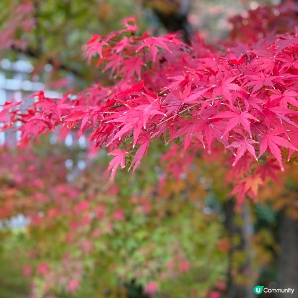 🏯姬路城🎌🍁可能係你冇諗過嘅賞楓熱門景點💯