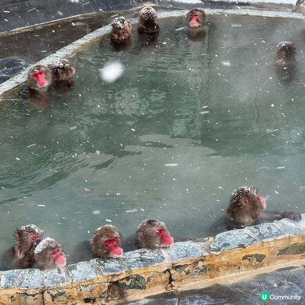 ❄️☃️8日7夜玩盡函館&札幌行程☃️❄️