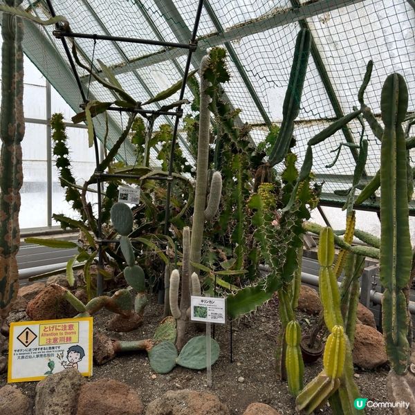 ❄️☃️8日7夜玩盡函館&札幌行程☃️❄️