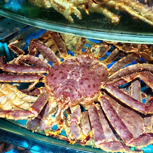  🦀 震撼價💥食「阿拉斯加」長腳蟹🤗正‼超多膏‼️🤩