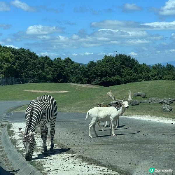 ## 別府旅行必去！🤩 九州自然動物公園超正！🦁🐘🦒🐼