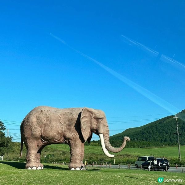 ## 別府旅行必去！🤩 九州自然動物公園超正！🦁🐘🦒🐼