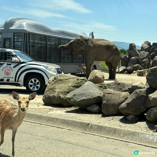 ## 別府旅行必去！🤩 九州自然動物公園超正！🦁🐘🦒🐼