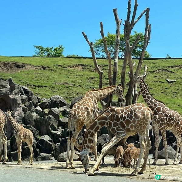 ## 別府旅行必去！🤩 九州自然動物公園超正！🦁🐘🦒🐼