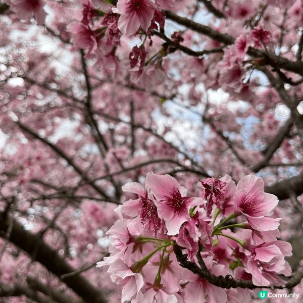 台灣都有櫻花睇！ 陽明山上面超級多粉紅櫻花同日本有得比 打卡...