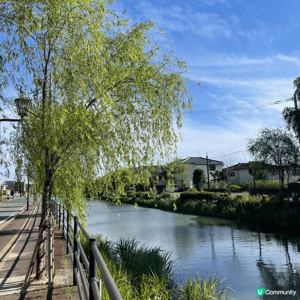 在福岡柳川寫意的一天，柳樹隨風擺動，藍天白雲，chill住去...