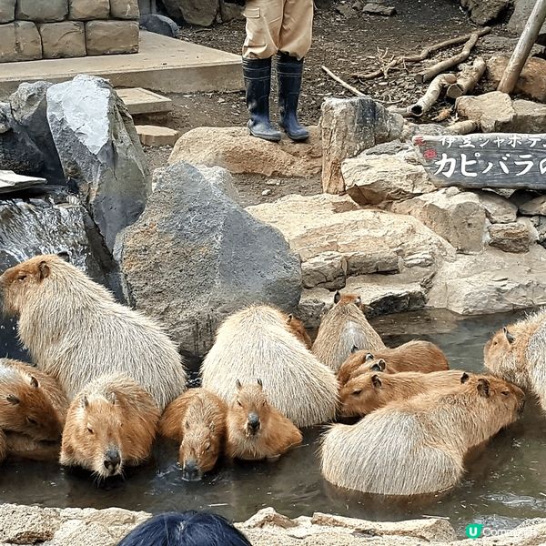 好直得推介，可以全面親親水豚的動物園。日本伊豆仙人掌動物公園...