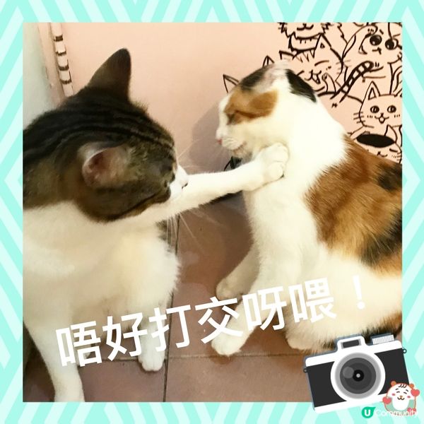 大可愛貓貓🐱😍～開心重遊銅鑼灣貓Cafe始祖