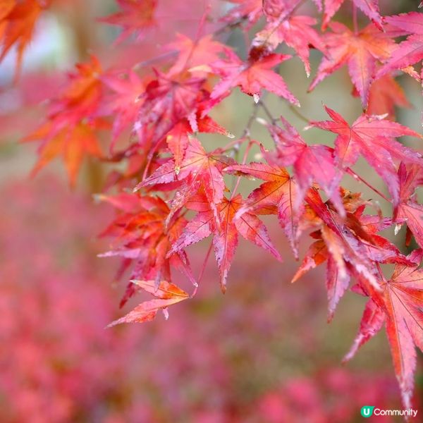 箱根紅葉之旅🍁富士山美景盡收眼底！附屬完美行折扣