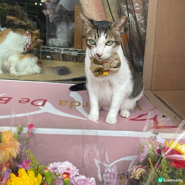 旺角花墟貓貓店長😺🐱🌼🌻💐