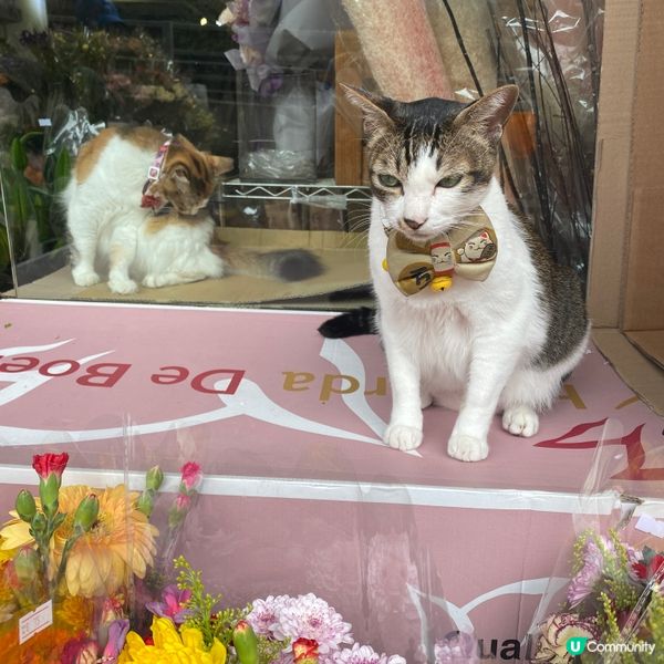 旺角花墟貓貓店長😺🐱🌼🌻💐
