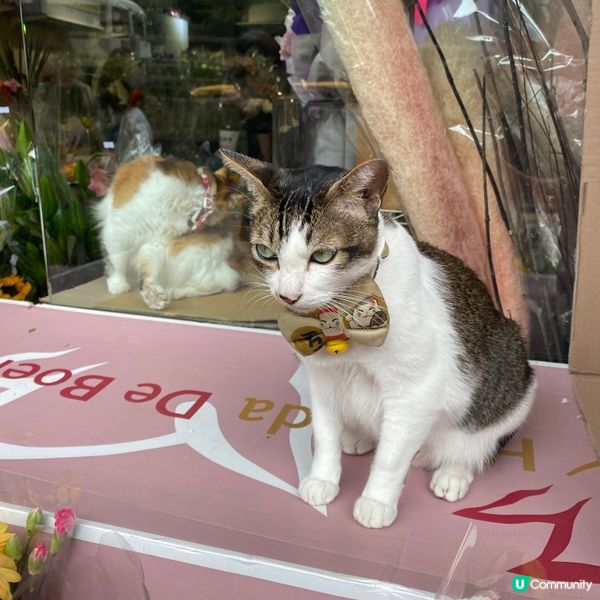 旺角花墟貓貓店長😺🐱🌼🌻💐