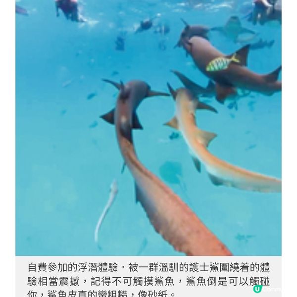盲盒旅行團獨家隨團直擊馬爾代 夫班度士島與鯊同游