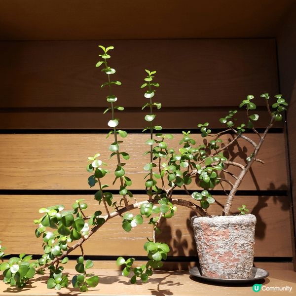 很美的書店，內有cafe，而且咖哩有幾十款，放在架上很像一本...