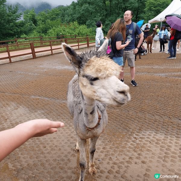 看見可愛和悠遊自在的羊駝，讓人煩惱盡消；一隻一隻的羊駝彷彿就...