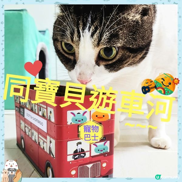 🐶🐱搭「巴士」去玩啦‼️  九巴寵物巴士開通啦‼️ 🎉