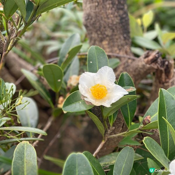 《經典輕鬆行山路線》西高山