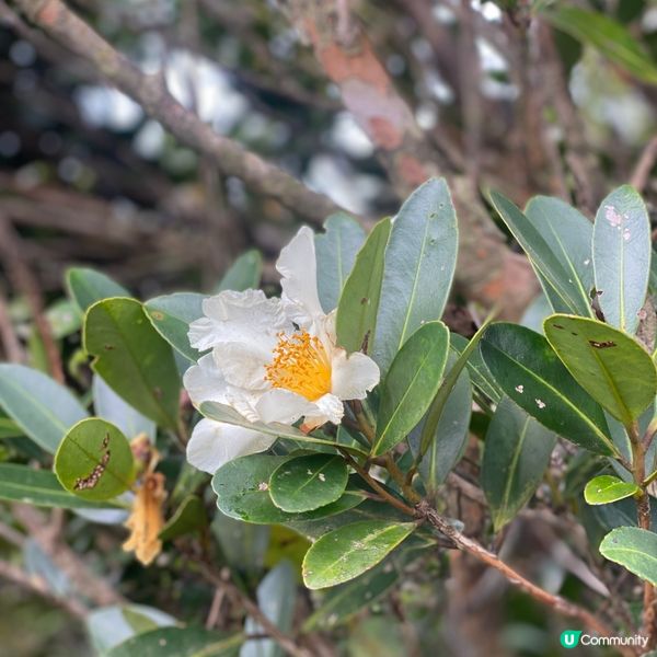 《經典輕鬆行山路線》西高山